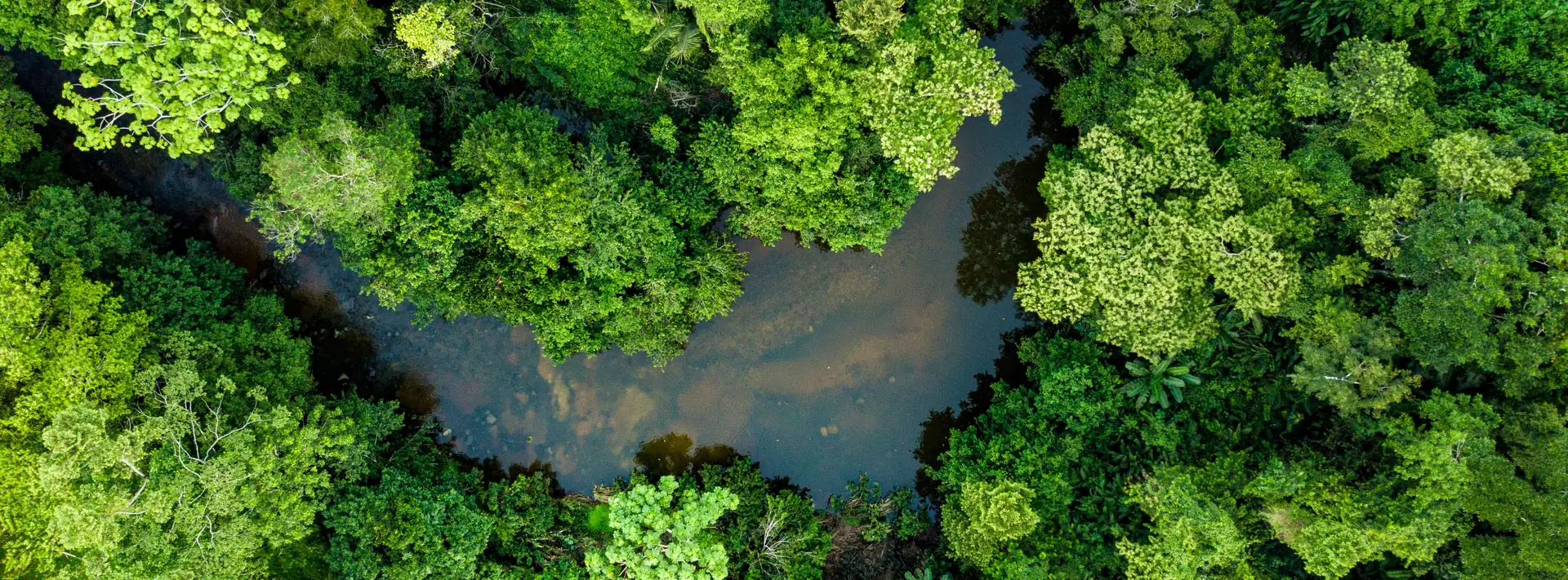 Aerial view of a river running through dense forest